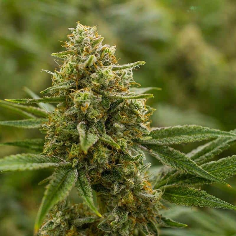 Lemon Tree
