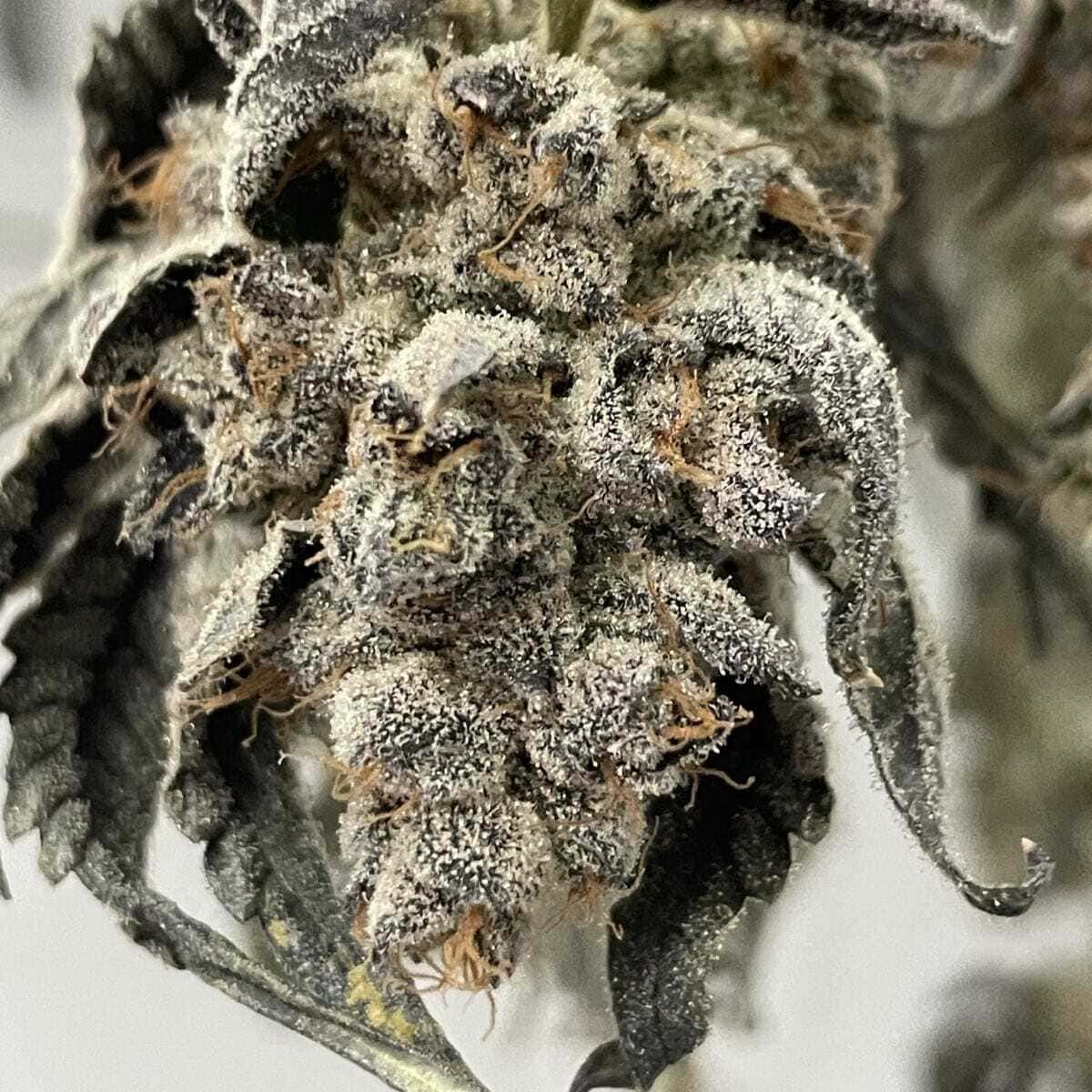 Bananaconda #4